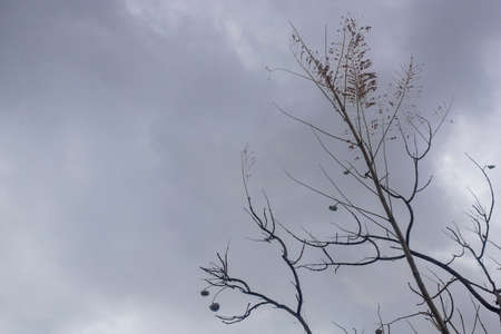 Backlit photography of a tree isolated in a cloudy day, natural landscape.の写真素材