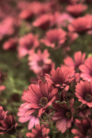 Photography of beautiful african daisies, Osteospermum , sepia color in a garden.の写真素材
