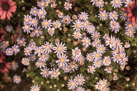Photography of alpine asters, daisies in a garden. With drops of water. Blue and yellow color.の写真素材