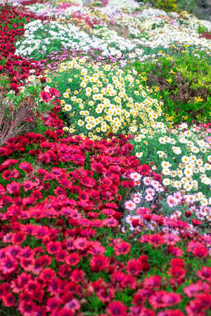 Photography of beautiful african daisies, Osteospermum, pink, red, yellor, white, purple color in a garden.の写真素材