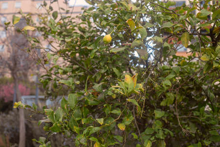 Photography of a lemon tree with lemons. botanical image in a garden. Cloudy day.の写真素材