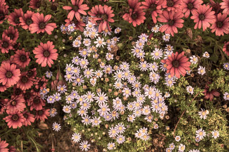 Photography of alpine asters, daisies in a garden. With drops of water. sepia coloured.