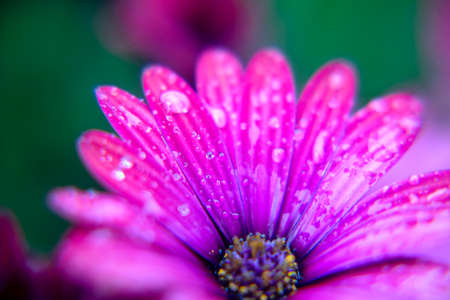 Macro photography of an African daisy in a garden, with drops of water in a rainy day. Isolated daisies. Pink colour..の写真素材
