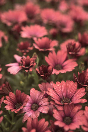 Photography of beautiful african daisies, Osteospermum , sepia color in a garden.の写真素材