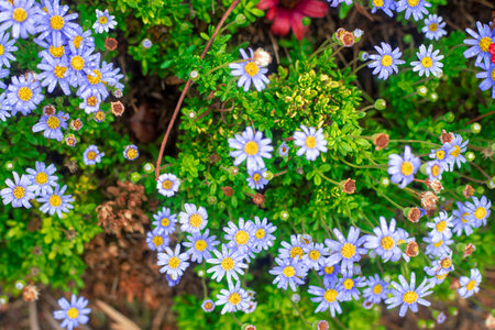 Photography of alpine asters, daisies in a garden. With drops of water. Blue and yellow color.の写真素材