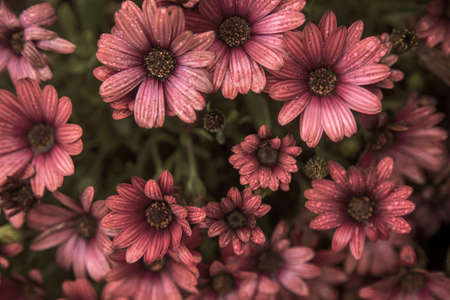 Photography of beautiful african daisies, Osteospermum , sepia color in a garden.の写真素材