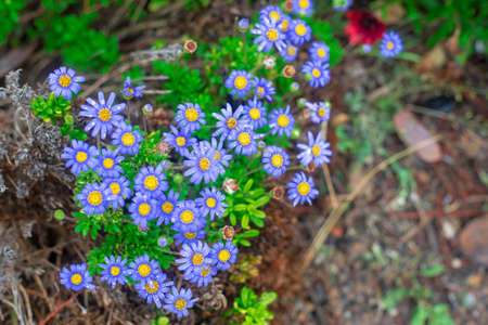 Photography of alpine asters, daisies in a garden. With drops of water. Blue and yellow color.の写真素材