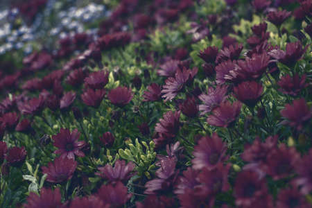 Photography of beautiful african daisies, Osteospermum , purple color in a garden.の写真素材