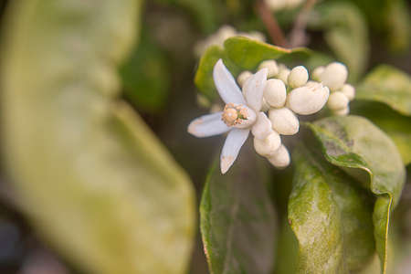Photograph of the detail of the flower bud in an orange tree with the green leaves.の写真素材