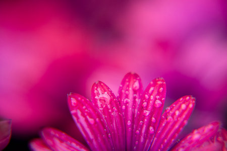 Macro photography of an African daisy in a garden, with drops of water in a rainy day. Isolated daisies. Pink colour..の写真素材