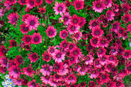 Photography of beautiful african daisies, Osteospermum, with drops of water, pink color in a garden.の写真素材