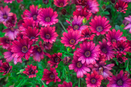 Photography of beautiful african daisies, Osteospermum, with drops of water, pink color in a garden.の写真素材