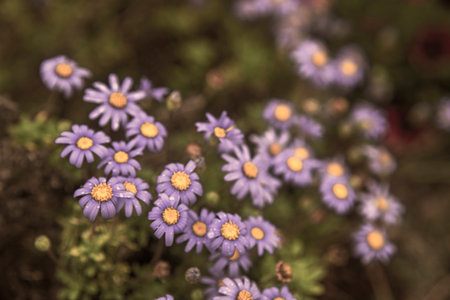 Photography of alpine asters, daisies in a garden. With drops of water. Blue and yellow color.の写真素材