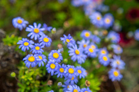 Photography of alpine asters, daisies in a garden. With drops of water. Blue and yellow color.の写真素材