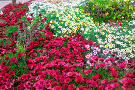 Photography of beautiful african daisies, Osteospermum, pink, red, yellor, white, purple color in a garden.の写真素材