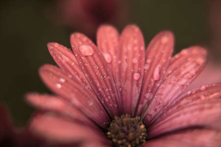 Macro photography of an African daisy in a garden, with drops of water in a rainy day. Isolated daisies. Sepia.の写真素材