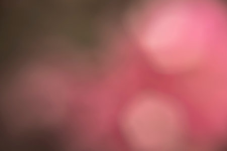 Photography of flowers in a garden with bokeh effect. Abstract effect. With a color gradient. Colorful effect.の写真素材