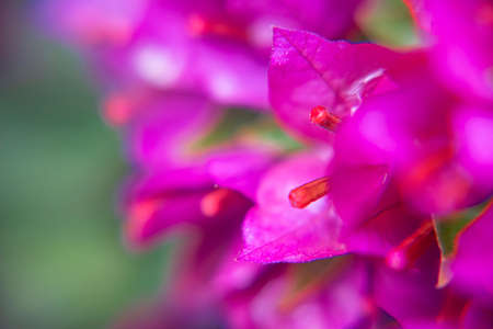 Photography taken in a garden of the bougainvillea plant with pink flowers in a garden.の写真素材