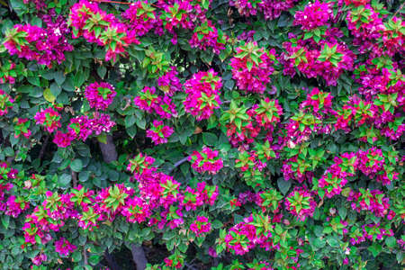 Photography taken in a garden of the bougainvillea plant with pink flowers in a garden.の写真素材