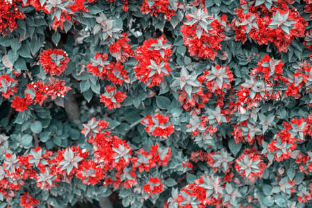 Photography taken in a garden of the bougainvillea plant with red flowers in a garden.の写真素材