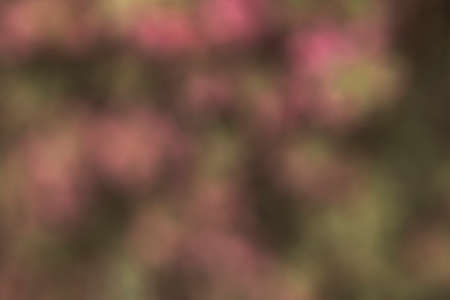 Photography of flowers in a garden with bokeh effect. Abstract effect. With a color gradient. Colorful effect.の写真素材