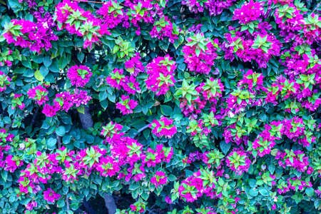 Photography taken in a garden of the bougainvillea plant with pink flowers in a garden.の写真素材
