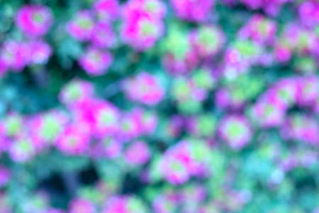 Photography of flowers in a garden with bokeh effect. Abstract effect. With a color gradient. Colorful effect.の写真素材