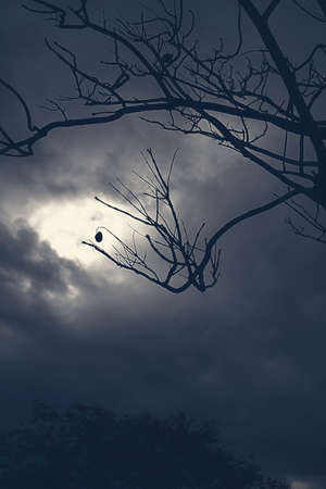 Backlit photography of a tree isolated in a cloudy day, natural landscape.