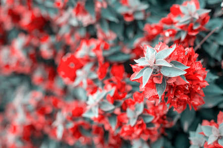 Photography taken in a garden of the bougainvillea plant with pink flowers in a garden.の写真素材
