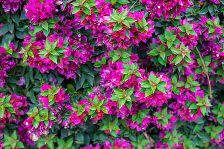 Photography taken in a garden of the bougainvillea plant with pink flowers in a garden.