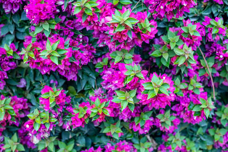 Photography taken in a garden of the bougainvillea plant with fuchsia flowers in a garden.の写真素材