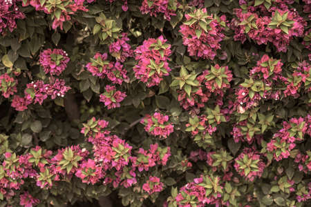 Photography taken in a garden of the bougainvillea plant with pink flowers in a garden.の写真素材