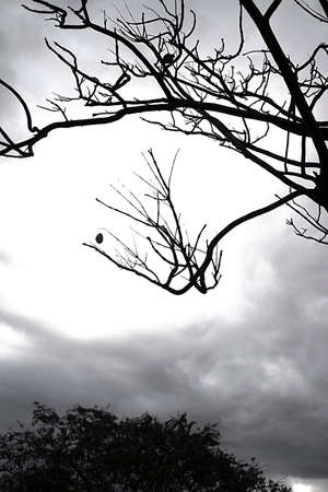 Backlit photography of a tree isolated in a cloudy day, natural landscape.の写真素材