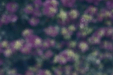Photography of flowers in a garden with bokeh effect. Abstract effect. With a color gradient. Colorful effect.の写真素材