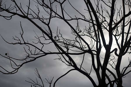 Backlit photography of a tree isolated in a cloudy day, natural landscape.の写真素材
