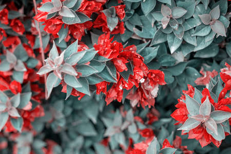 Photography taken in a garden of the bougainvillea plant with red flowers in a garden.の写真素材