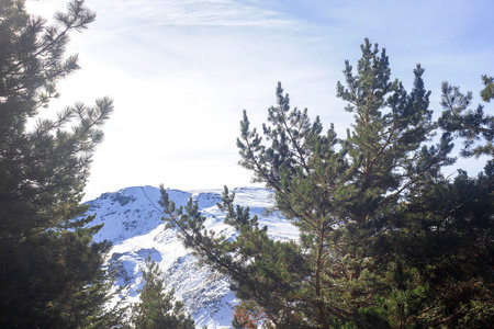 Snowy mountain in Sierra Nevada and pine trees, Granada, Andalusia, Spain, Europe, in winterの写真素材