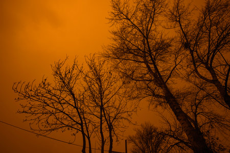 Detail of tree branches in Vienna, Austria in amber colorの写真素材