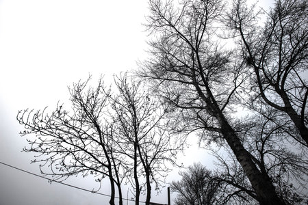 Detail of tree branches in black and white in Vienna, Austriaの写真素材