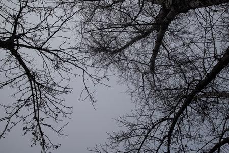 Detail of tree branches in black and white in Vienna, Austriaの写真素材