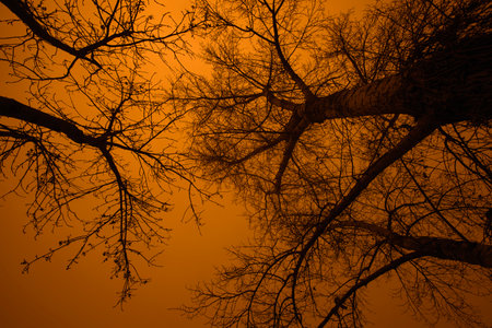 Detail of tree branches in Vienna, Austria in amber colorの写真素材