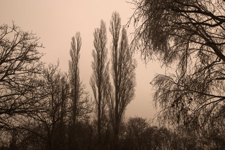 Photograph of trees in a forest in Vienna, Austria mountain, trees and woods. sepia styleの写真素材