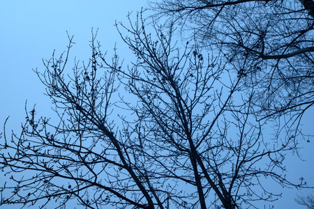 Detail of tree branches in Vienna, Austria in blue colorの写真素材