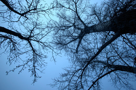 Detail of tree branches in Vienna, Austria in blue colorの写真素材