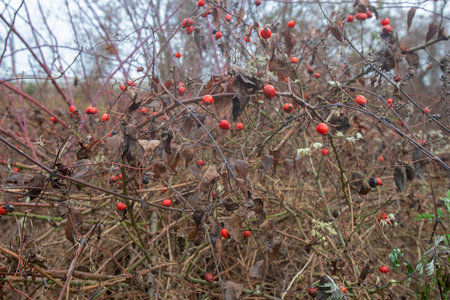 Detail of plant of rose hip in the forest in Vienna, Austriaの写真素材