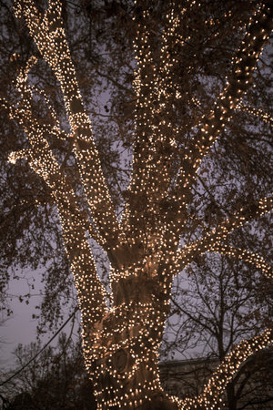 Detail of Tree decorated with christmas lights at the Christmas market on the town hall square in Vienna, Austriaの写真素材