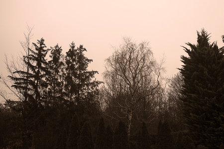 Photograph of pine trees in a forest in Vienna, Austria mountain, trees and woods sepia styleの写真素材