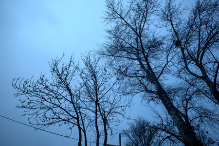 Detail of tree branches in Vienna, Austria in blue colorの写真素材