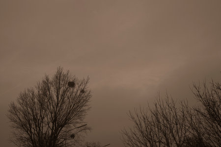Photograph of trees in a forest in Vienna, Austria mountain, trees and woods. sepia styleの写真素材