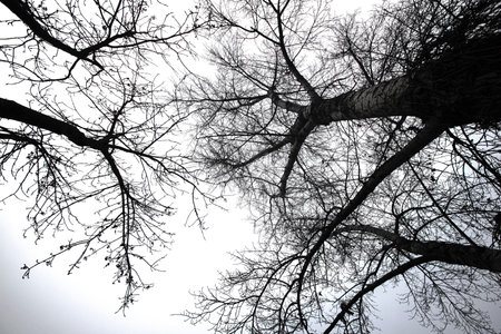 Detail of tree branches in black and white in Vienna, Austriaの写真素材